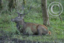 Red Deer Stag